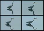 (16) heron montage.jpg    (1000x720)    190 KB                              click to see enlarged picture